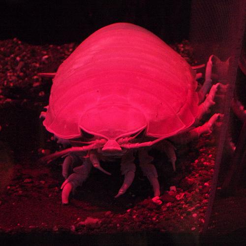 Bathynomus giganteu - olbrzymi isopod 11