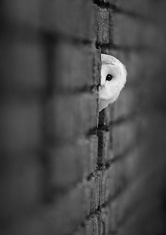 Foto pobudka #408 97