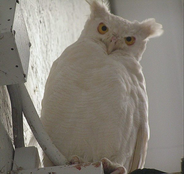 Zwierzęta albinosy #3 9