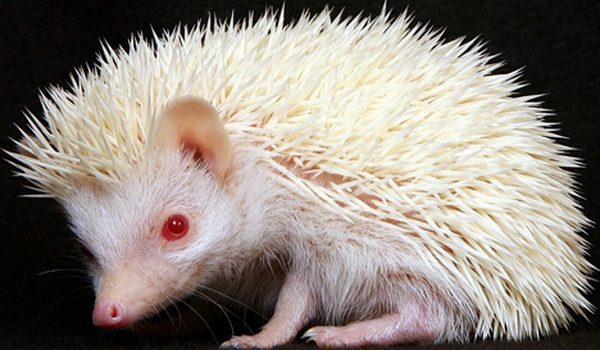 Zwierzęta albinosy #3 6