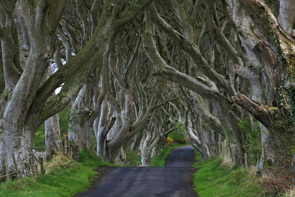 1024x683 The Dark Hedges 15