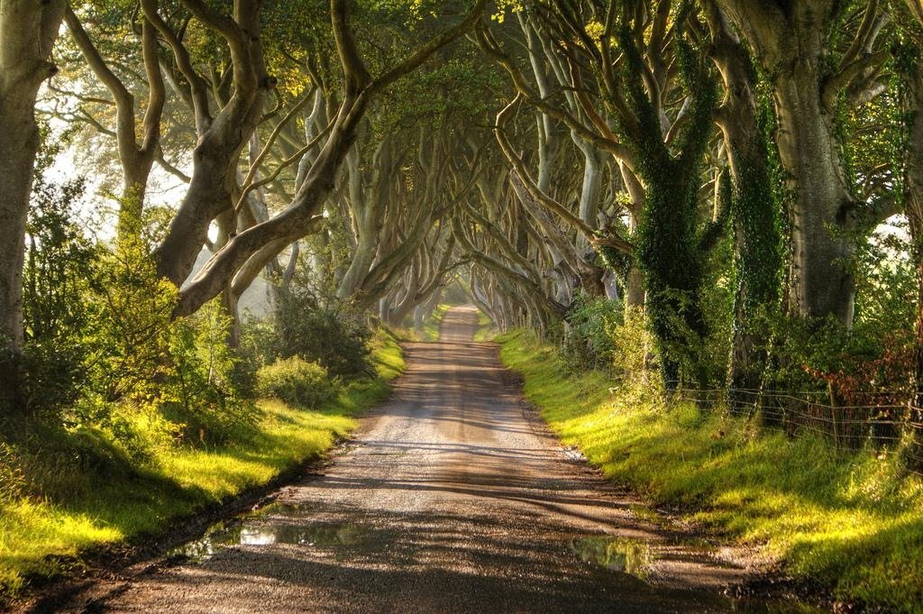 1024x681 The Dark Hedges 1