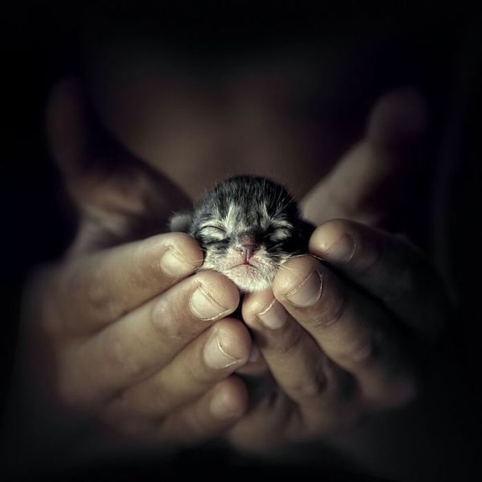 Foto pobudka #443 4