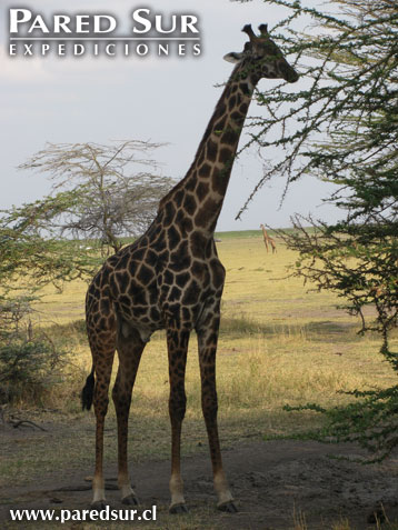 Safari