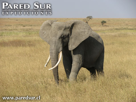 Safari