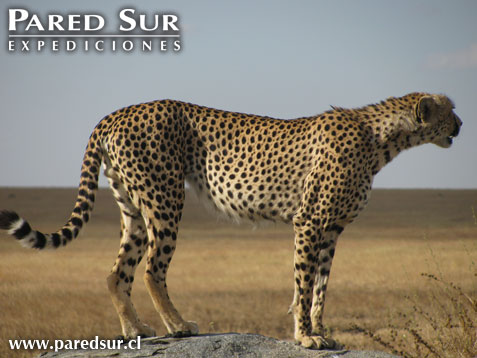 Safari