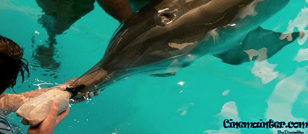 Winter el Delfin: La Gran Aventura (2011) DVDRip Espa�ol Latino