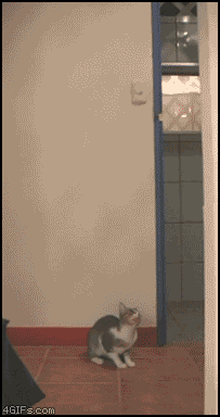 Śmieszne gify #6 1
