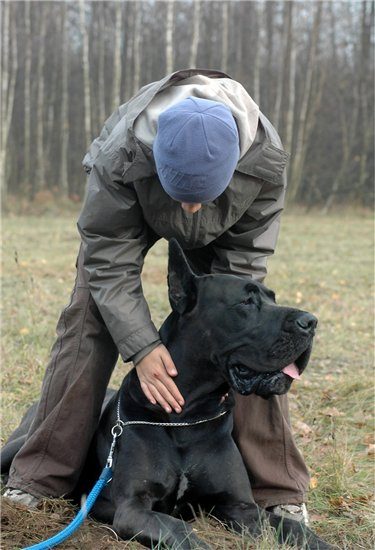 Dog Niemiecki 5