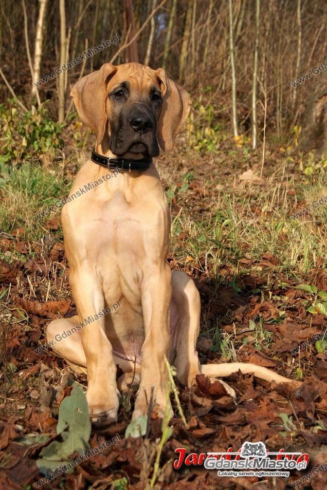 Dog Niemiecki 30