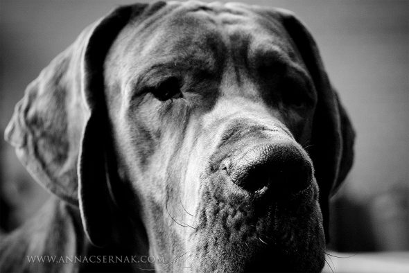 Dog Niemiecki 29