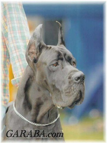 Dog Niemiecki 20