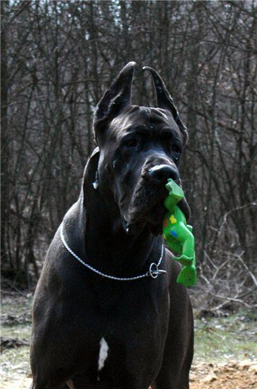 Dog Niemiecki 12