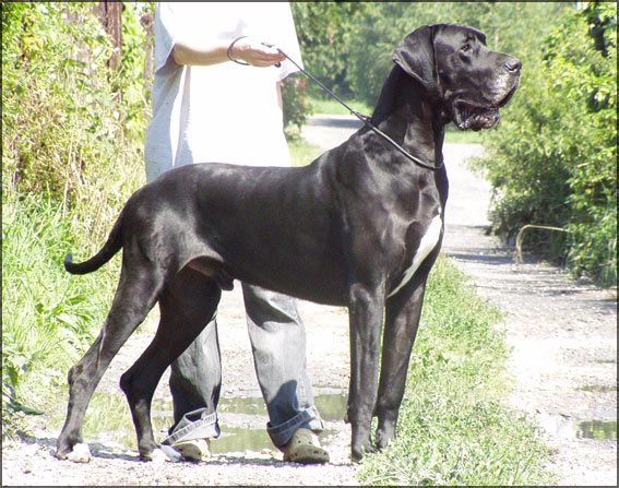 Dog Niemiecki 11