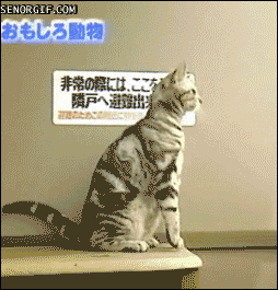 Animowane gify #13 10