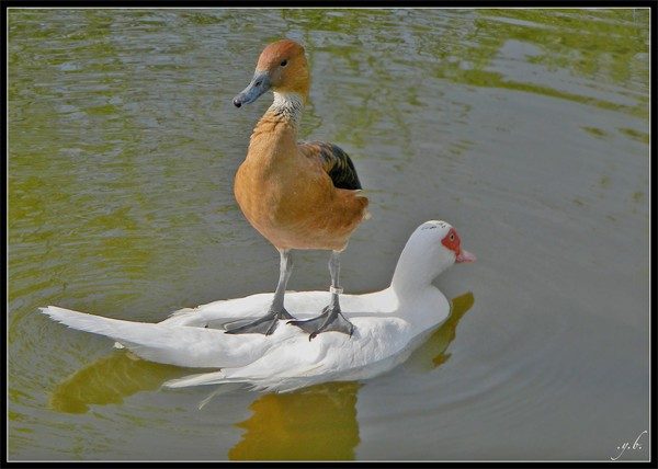 Foto pobudka #352 73