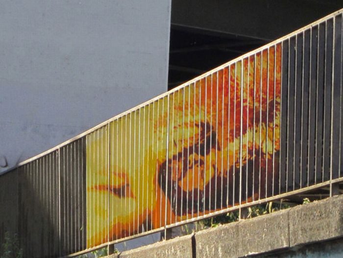 Zebrating-art: niezwykłe obrazy na ogrodzeniach 13
