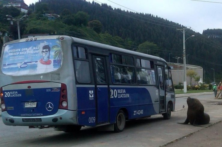 Foto pobudka #727 83
