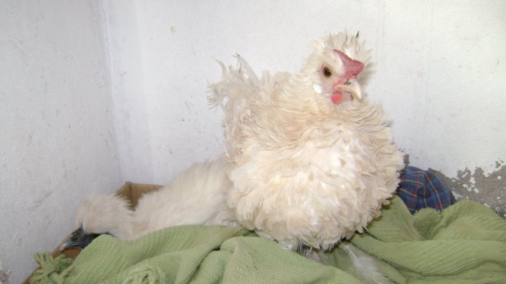 Sus mascotas - Página 2 BSA3185512567kOS