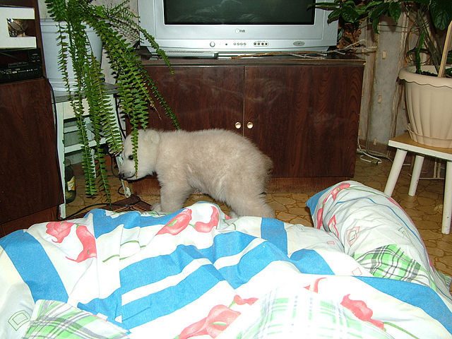 Uratowany niedźwiadek polarny 1