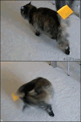 Animowane gify #148 4