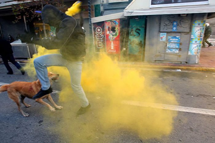 Psy z ulicznych protestów 59