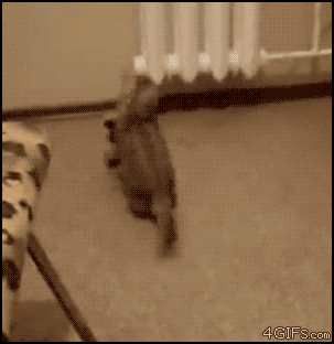 Animowane gify #86 20