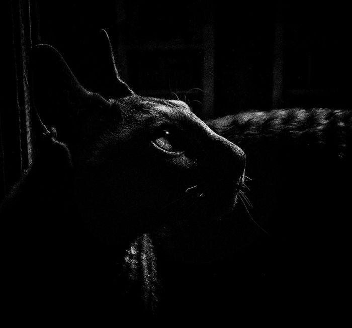 Foto pobudka #595 2
