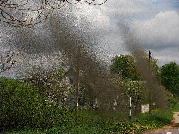 Chmara komarów 1