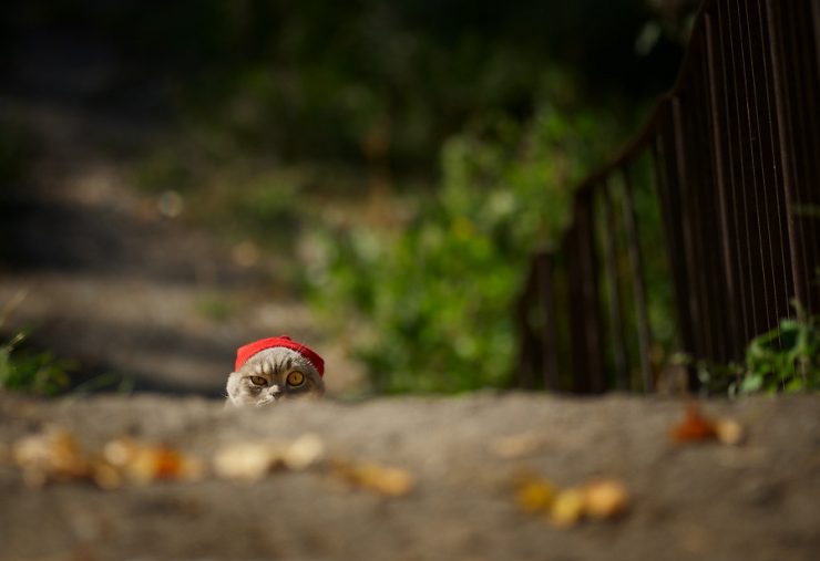 Foto pobudka #429 84