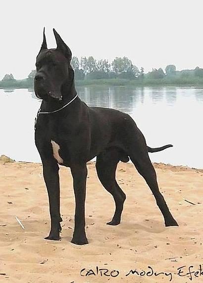 Dog Niemiecki 37