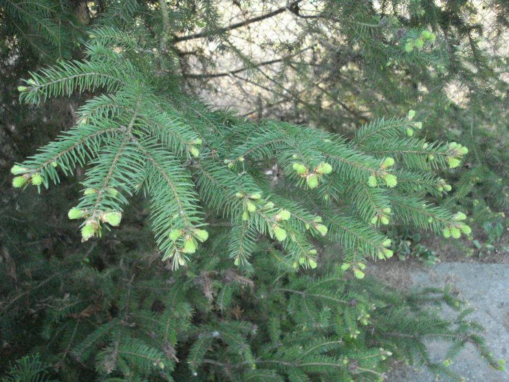 przyroda 5
