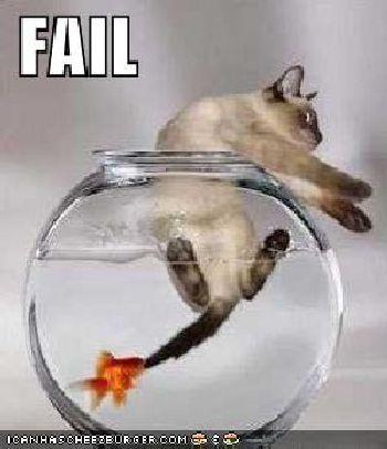 Koci FAIL 3