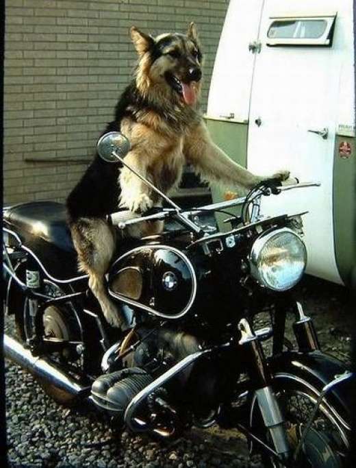 Psy na motocyklach 17