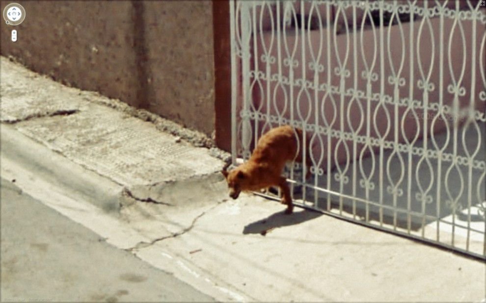 990x618 Nietypowe sceny z Google Street View 22