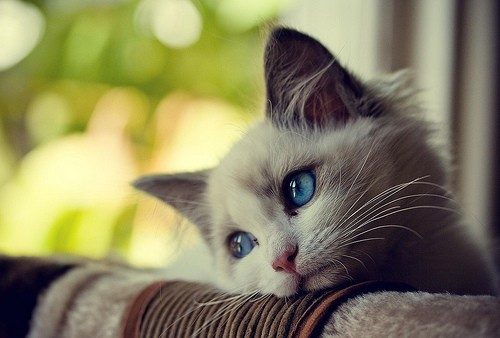 Foto pobudka #372 79