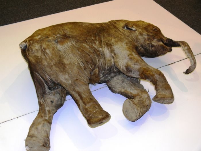 Zamarznięty mamut 3