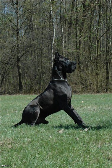 Dog Niemiecki 32