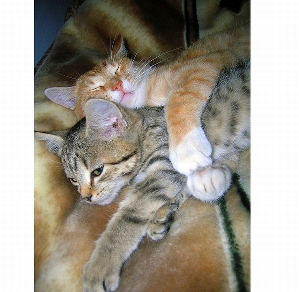Foto pobudka #48 82