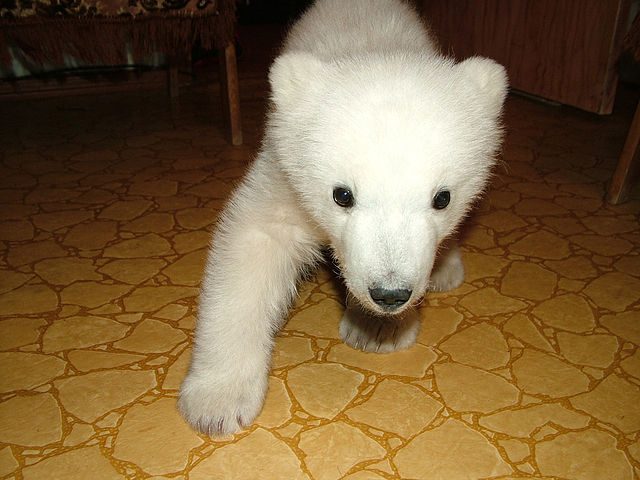 Uratowany niedźwiadek polarny 12
